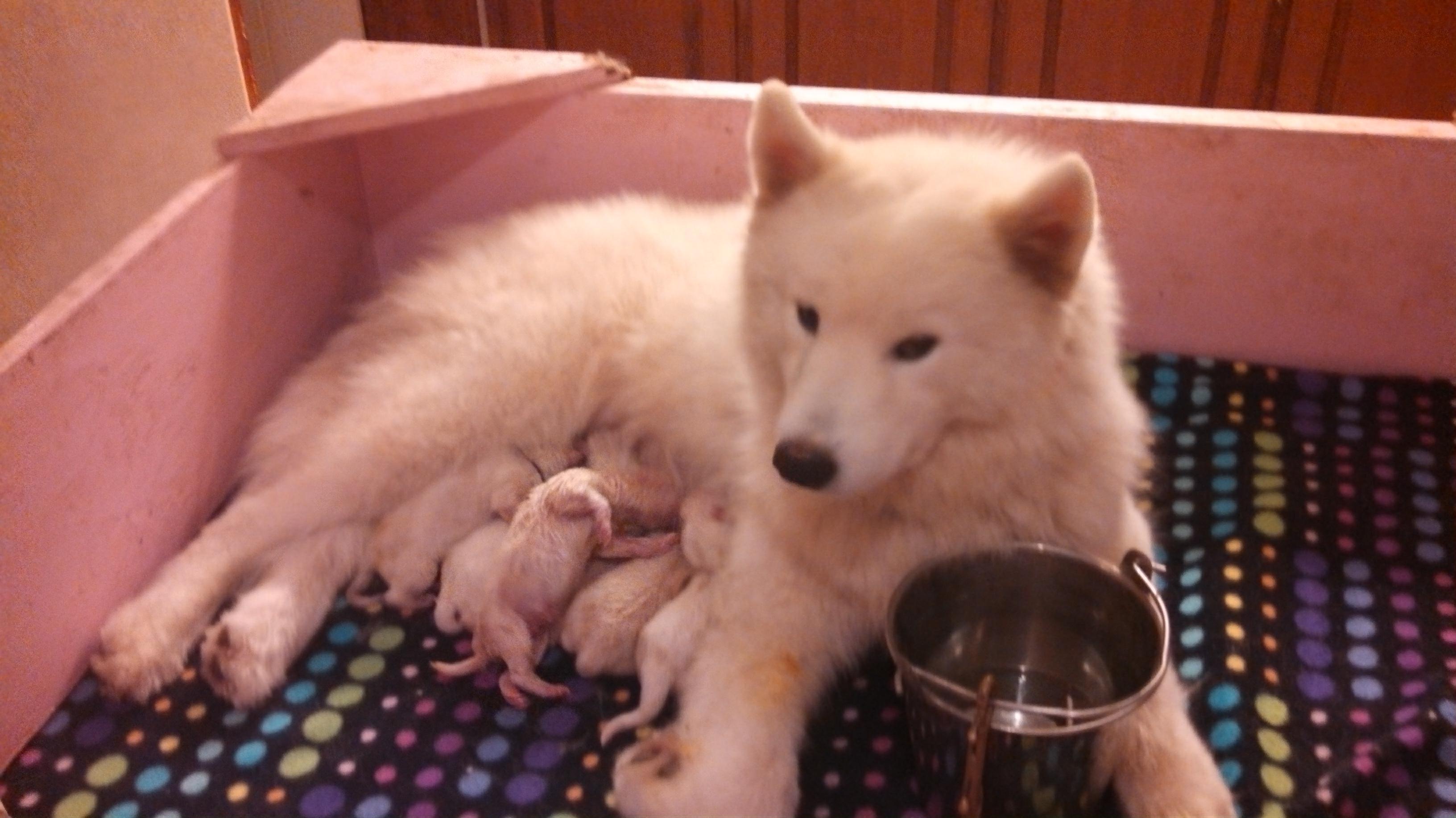 Joy Pups